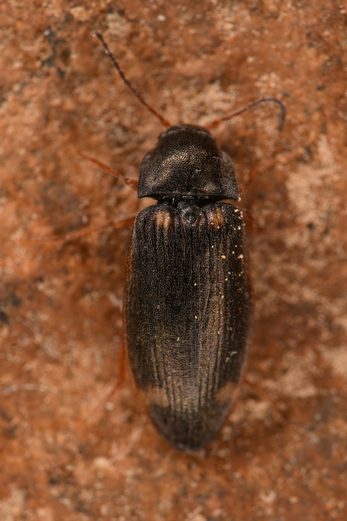 Eanus albertanus