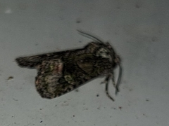 Lacinipolia olivacea