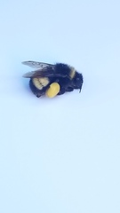 Bombus terricola