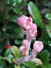Vaccinium vitis-idaea