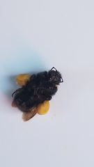 Bombus terricola