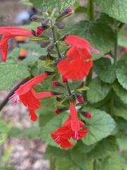 Salvia coccinea
