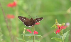 Apyrrothrix araxes arizonae