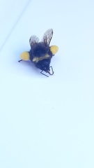Bombus terricola