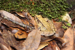 Rana