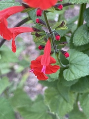 Salvia coccinea