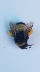 Bombus terricola