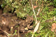 Bombina microdeladigitora