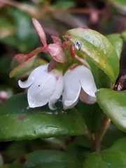 Vaccinium vitis-idaea