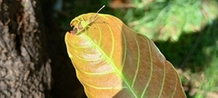 Coreoidea