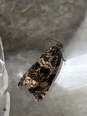 Syricoris lacunana