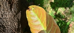 Coreoidea