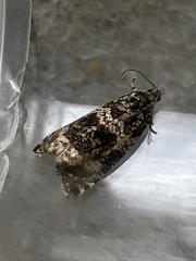 Syricoris lacunana