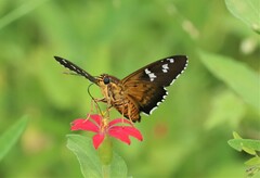 Apyrrothrix araxes arizonae