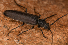 Arhopalus