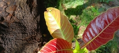 Coreoidea