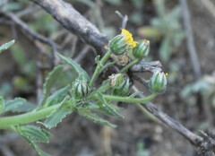 Osteospermum monstrosum