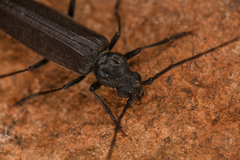 Arhopalus