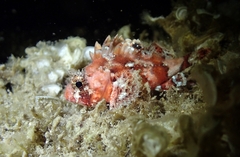 Scorpaena notata