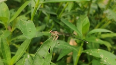 Platycnemis