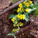 Shadowy Goldenrod - Photo (c) aarongunnar, some rights reserved (CC BY), uploaded by aarongunnar