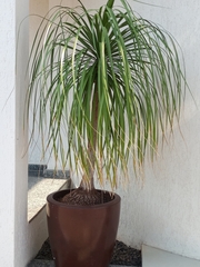 Beaucarnea recurvata