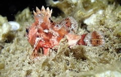 Scorpaena notata