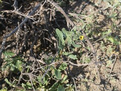 Osteospermum monstrosum