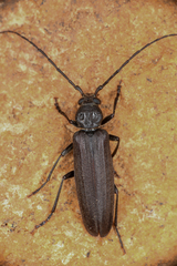 Arhopalus