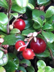 Vaccinium vitis-idaea