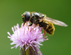 Cheilosia canicularis