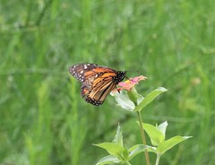 Danaus plexippus plexippus