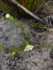 Lachnaea densiflora