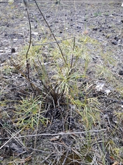 Pulsatilla