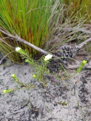 Lachnaea densiflora
