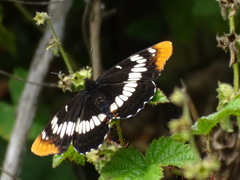 Limenitis lorquini