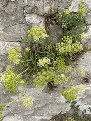 Crithmum maritimum