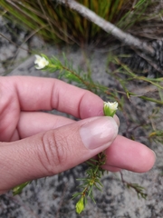 Lachnaea densiflora