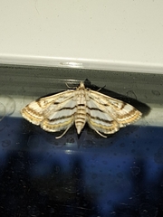 Parapoynx badiusalis