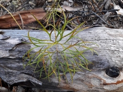 Pulsatilla