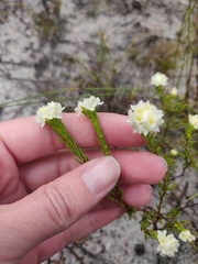 Lachnaea densiflora
