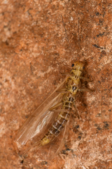 Plecoptera
