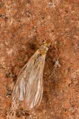 Plecoptera