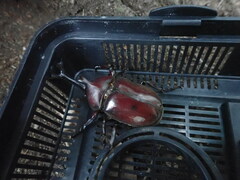 Trypoxylus dichotomus