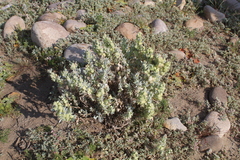 Atriplex lindleyi inflata