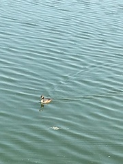 Podiceps cristatus