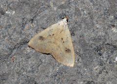 Rivula sericealis