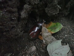 Trypoxylus dichotomus