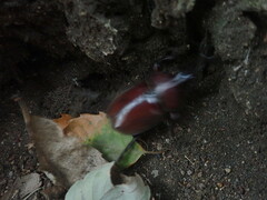 Trypoxylus dichotomus