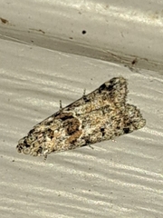 Acrobasis tricolorella